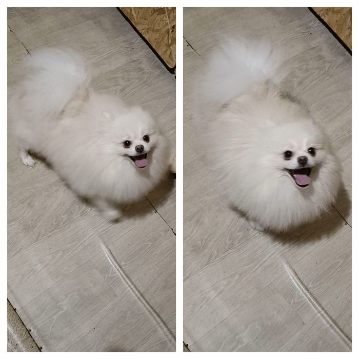 Белый Померанский шпиц парнишка няшка