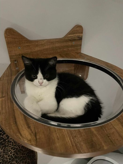 Kocur brytyjski na kolanka