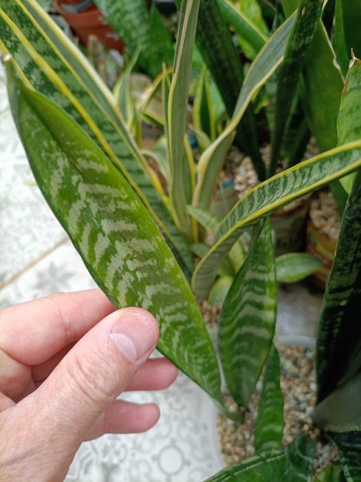 сансевиерия санрайз