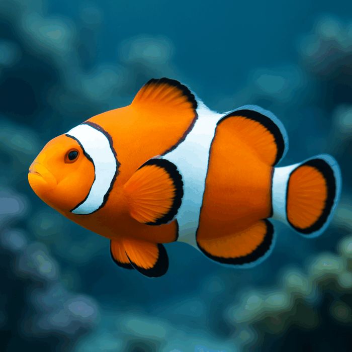 Amphiprion ocellaris (rozm. S) [Ryba morska}