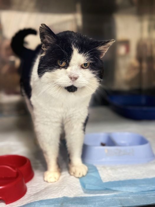 Котик в добрі руки