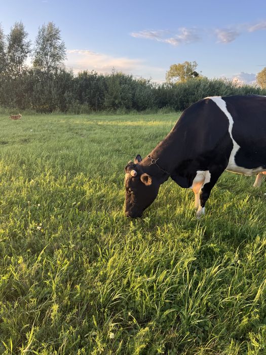 Продам   Глубокотельную  корову