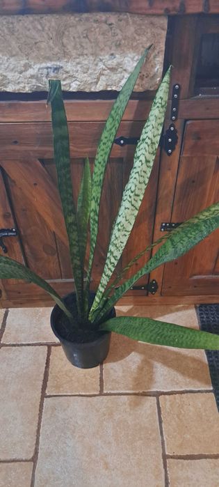 Espada de São Jorge