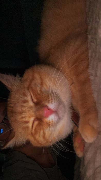 Pet Sitter / Passeios e Visitas ao Domicilio para animais em Coimbra