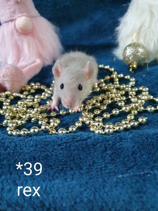 Szczur szczury szczurki rasowe maluchy