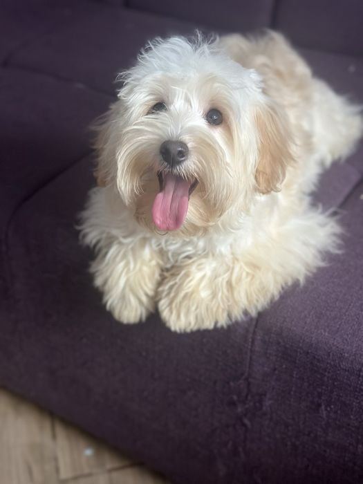 Дівчинка і хлопчик мальтіпу