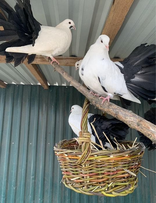 Декоративні голуби-павичі