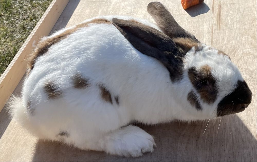 Królik - srokacz madagaskar