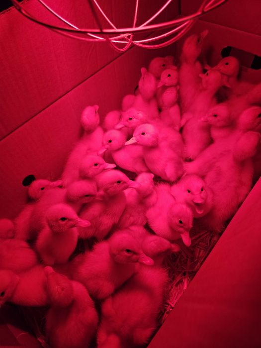 Jajka Jaja lęgowe, NIOSKI, BROJLERY, kaczki PEKIN mięsne