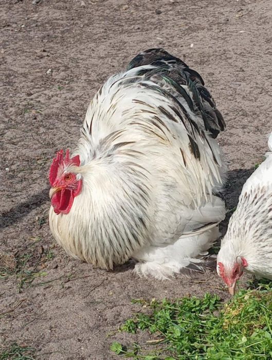 Karzełek kochin różne barwy