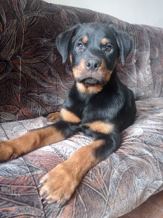 Цуценята Ротвейлера
