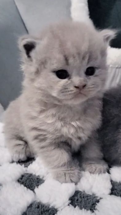 Macho British Longhair lilac