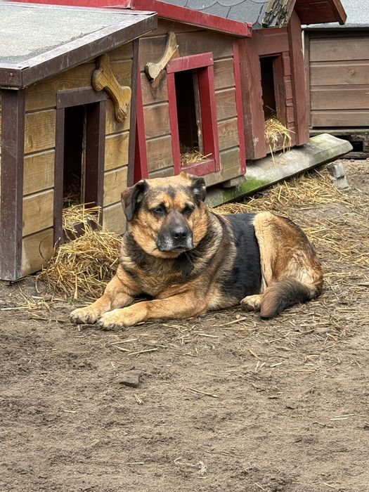 Biedny stary pies z chorymi łapami pilnie szuka domu