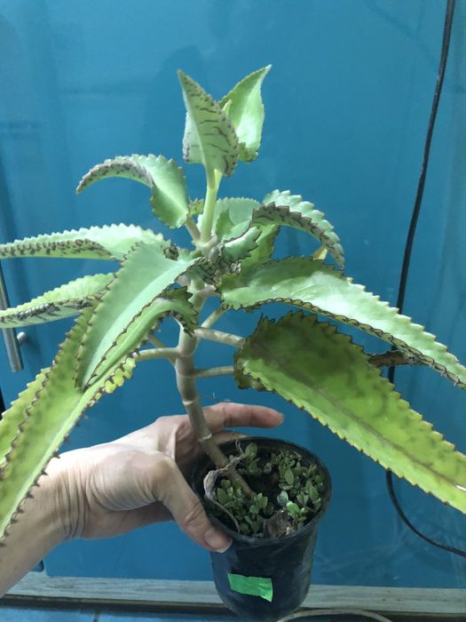 Лечебное каланхоэ (от насморка и гаймлрита)