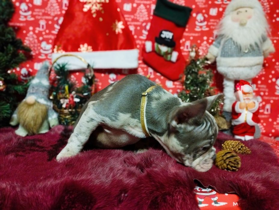 Суперовый кобель с документами. Чудо в дом на Новогодние праздники.