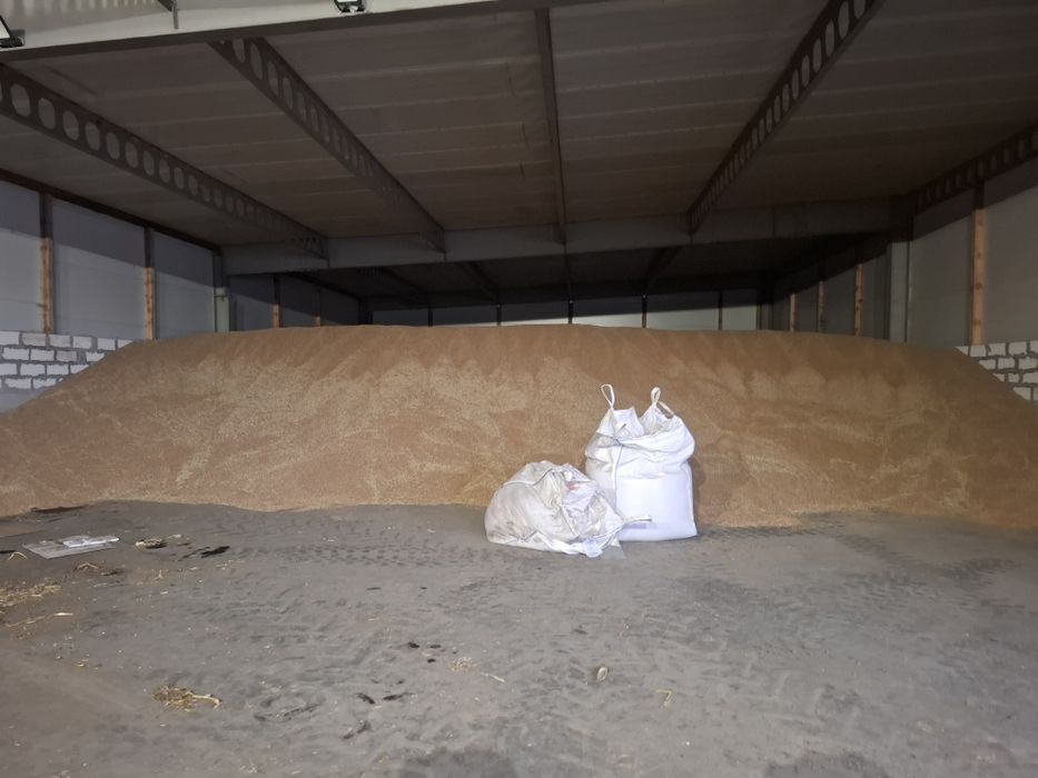 Kukurydza sucha ziarno