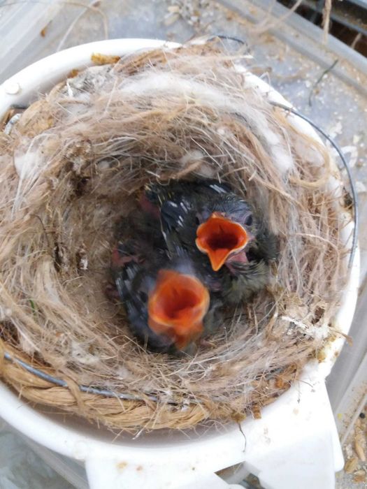 Aves Insetívoras anilhadas 2025/2026