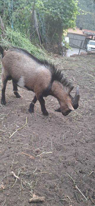 Cabrito Anão 7 meses