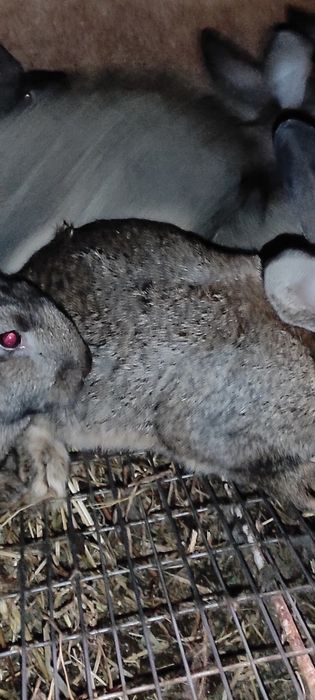 Продам шкури кролика