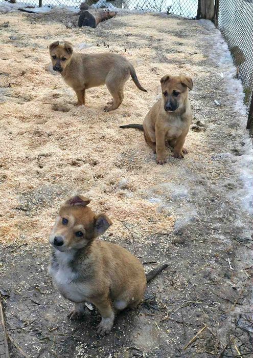 Щенята від мамки овчарки в добрі руки