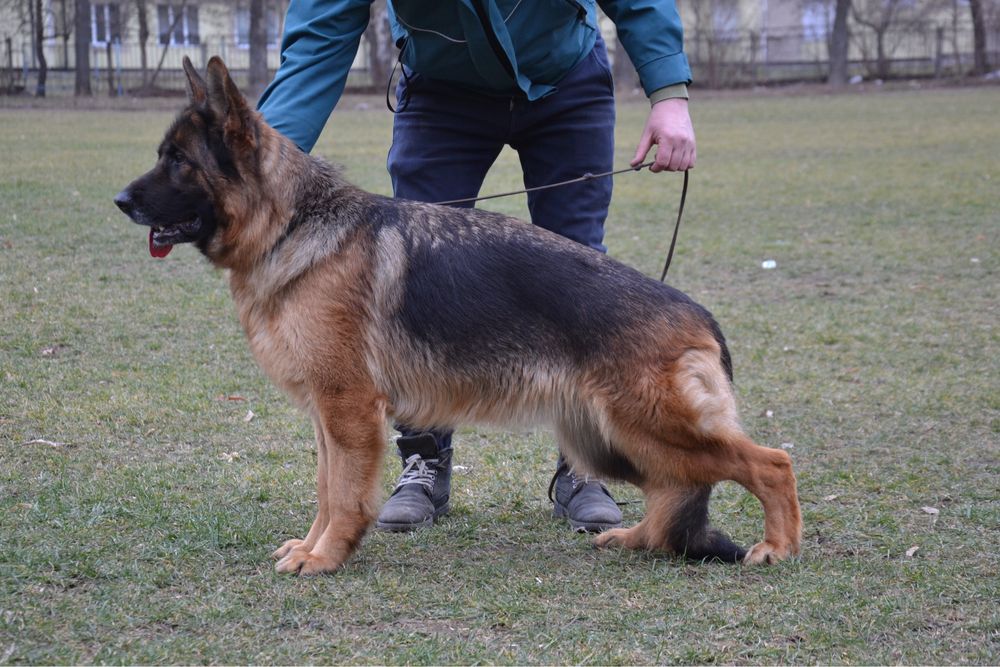 Дівчинка німецької вівчарки