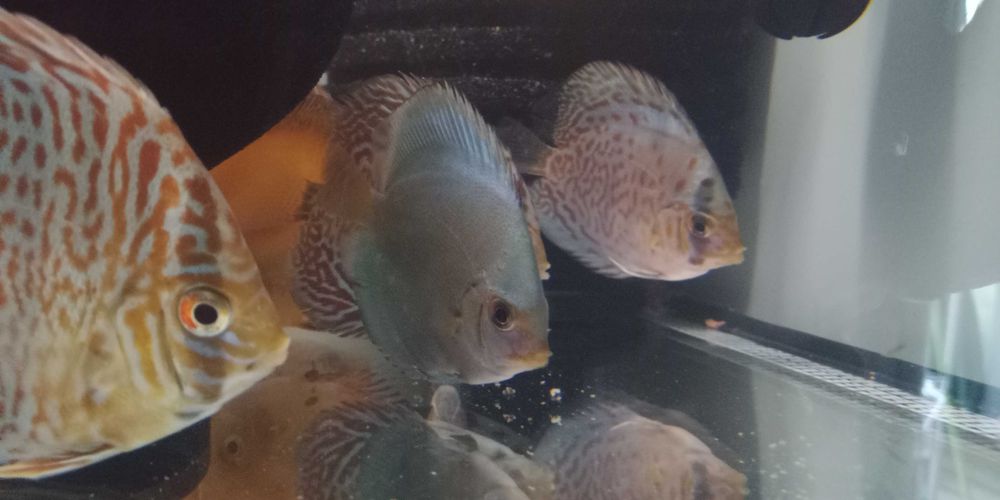 GB Dyskowce - PALETKI Red Turkus rozmiar ''XS'' do 4 cm