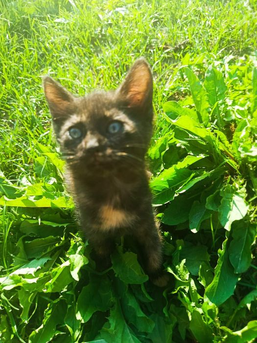 Котенята шукають домівку