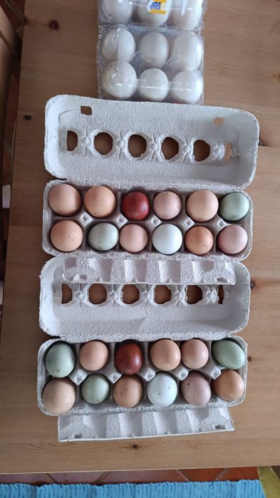 Ovos Galados Marans x Pedrês