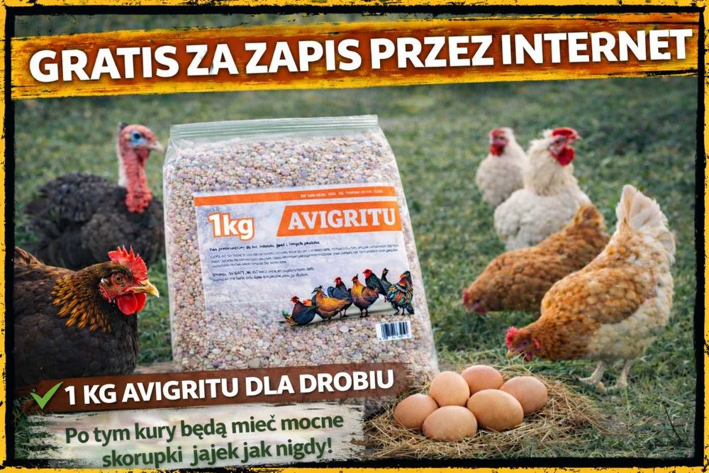 Kury Nioski LEGHORN 10 Tyg Wyprzedane