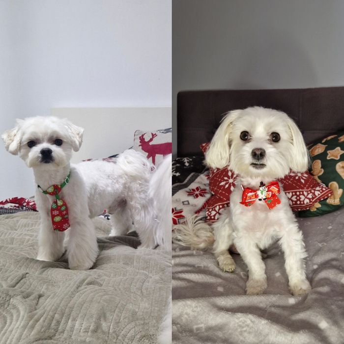 Maltańczyk Maltańczyki pieski