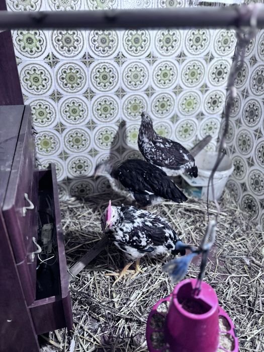 Frangas e frango legohrn