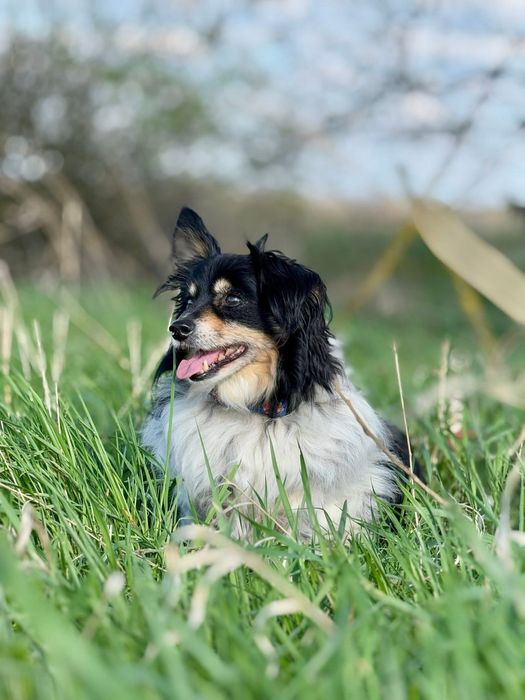 Staruszek Benio pragnie spokojnego domu