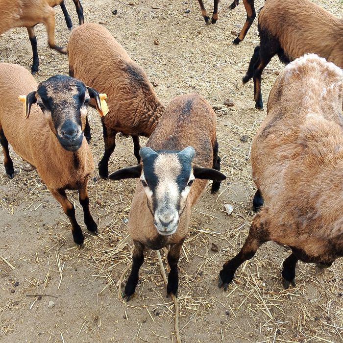 Sprzedam barana kameruńskiego