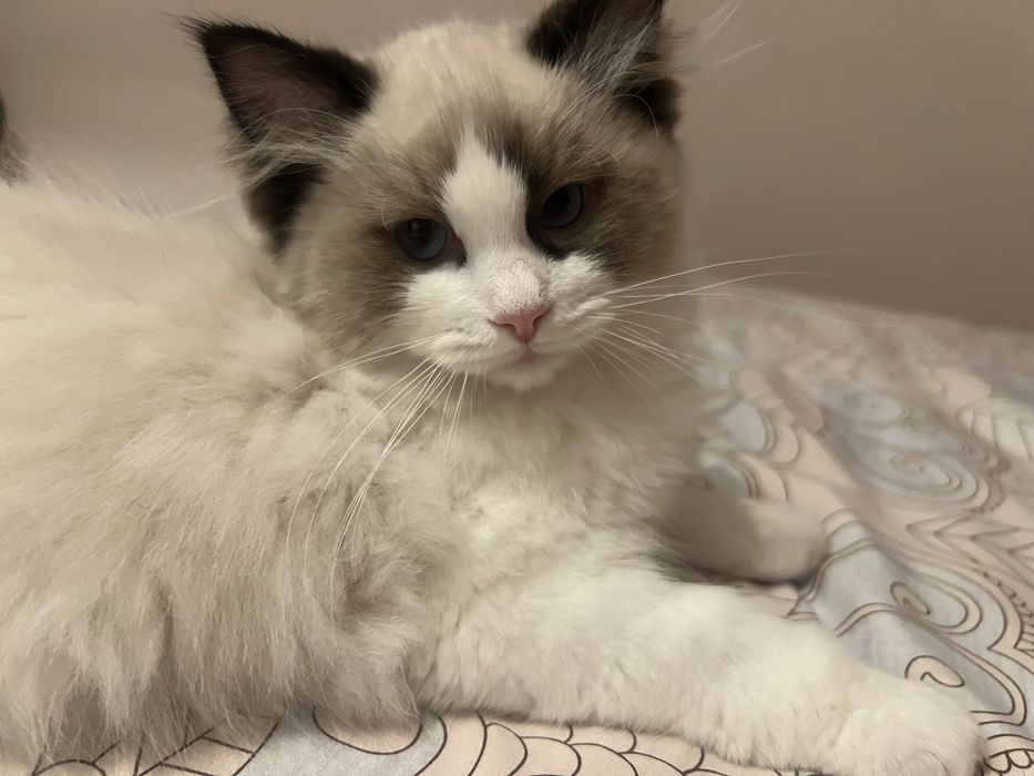 Ragdoll juz do odbioru