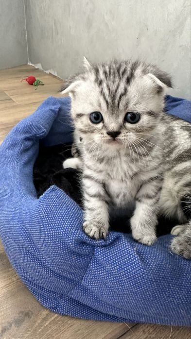 Котята Скоттиш-страйт