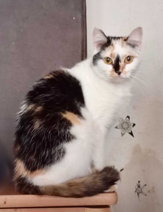 KRESKA trikolorka do adopcji, zdrowa, zaszczepiona, kastrowana
