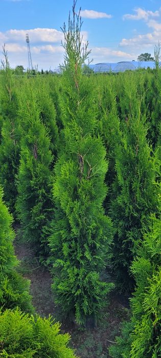 Tuja smaragd 120 cm tuje 100 brabant 60 laurowisnia novita lębork