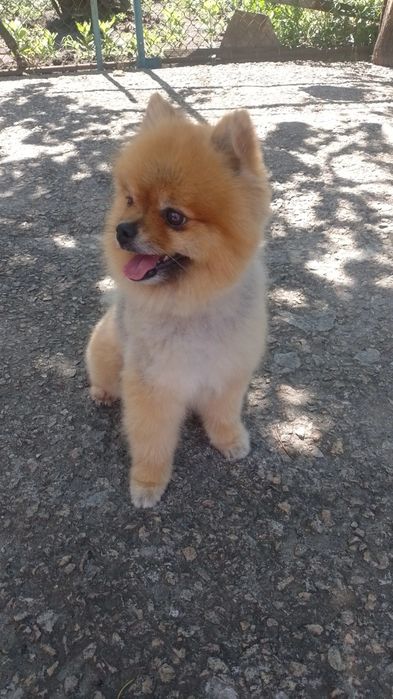 Шикарний розвязаний красавчик, померанський шпіц, соболінного окрасу,