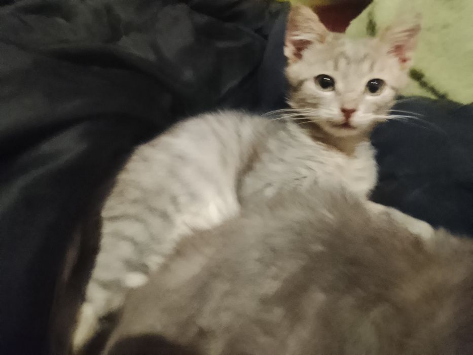 Продам или отдам котят