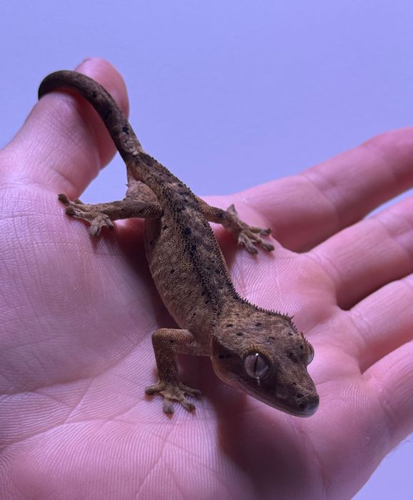 Gekon orzęsiony Dalmatian Brindle 12g