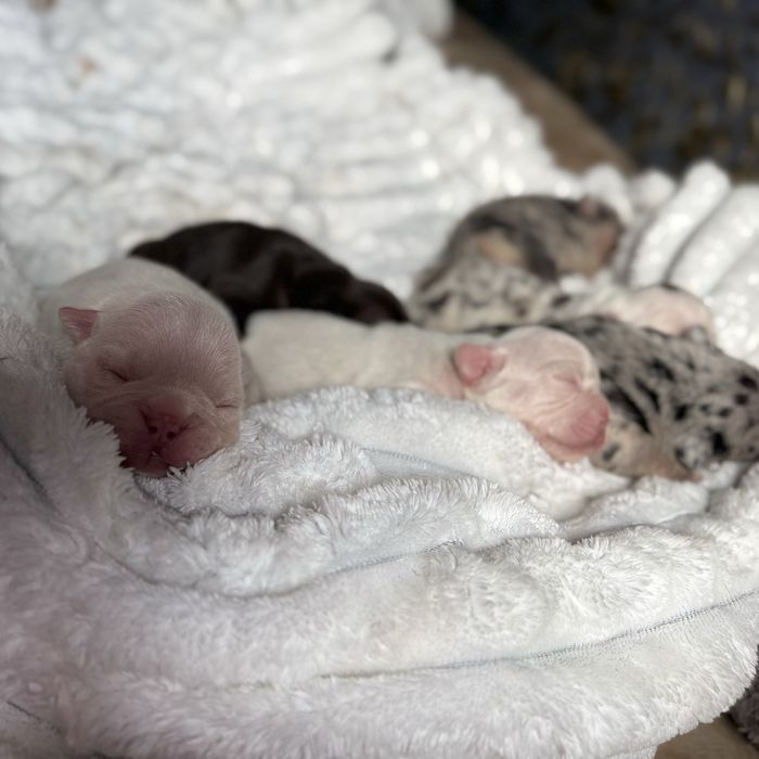 Щеночки французкого бульдога:)