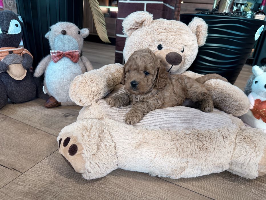 Cavapoo f1b piesek