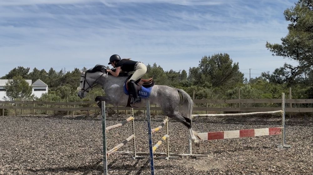 Cavalo obstaculos