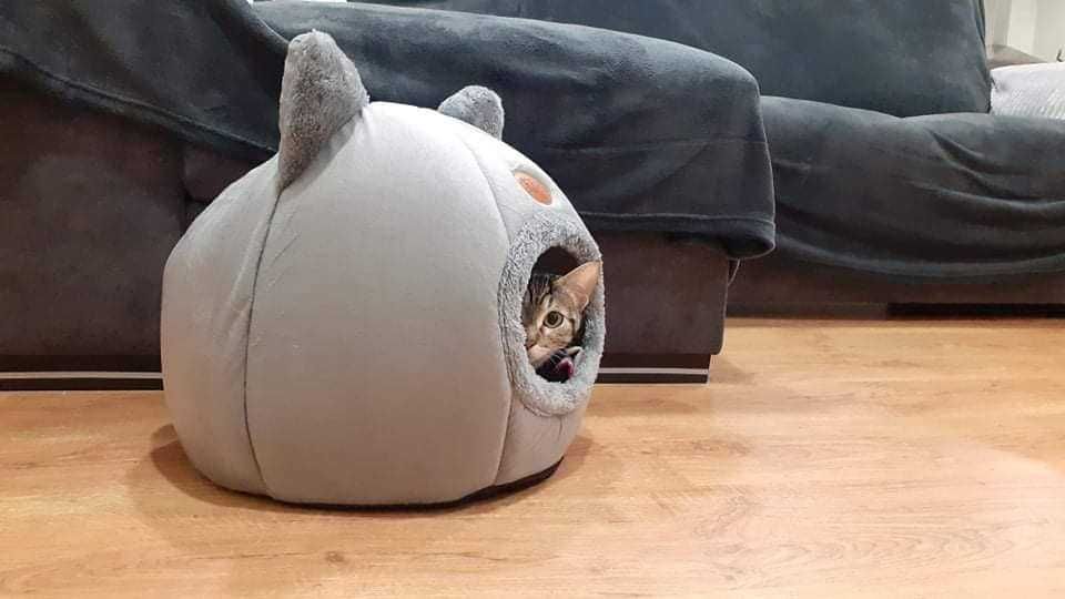 Novo! Cama iglo para gatos