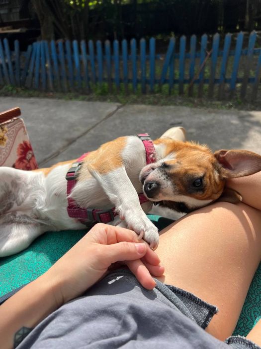 Джек рассел терьер