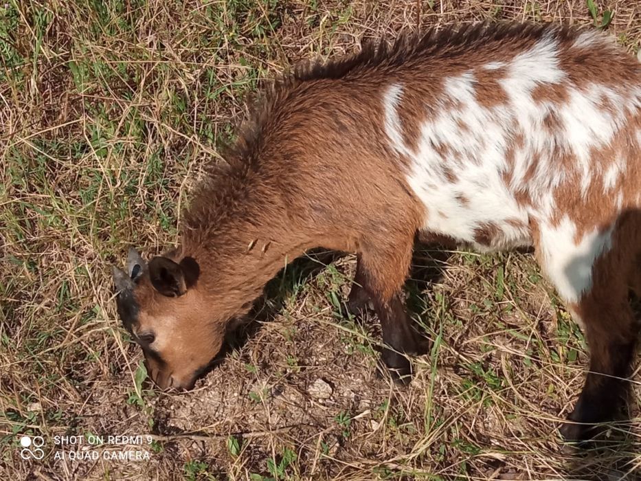 Cabrito anão macho com 3 meses