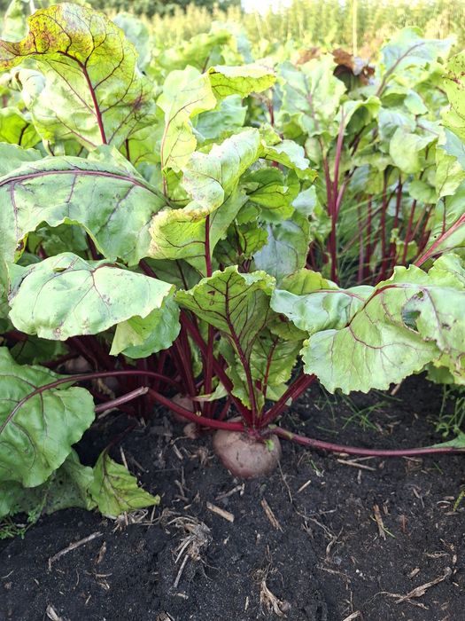 Buraki buraczki ćwikłowe czerwone (ziemniaki cebula)