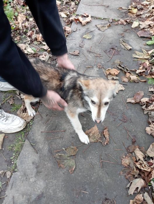! Люди допоможіть будь ласка ! знайти собачку звати хайка