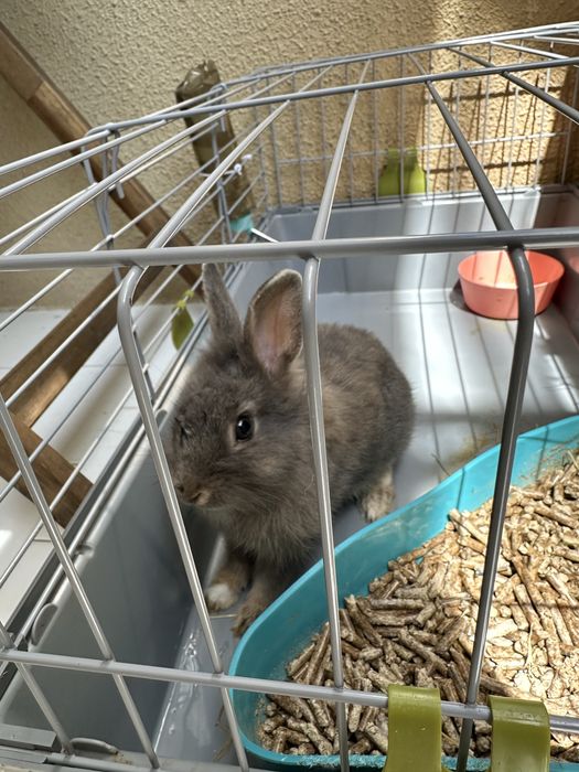 Coelho anão com 3 meses