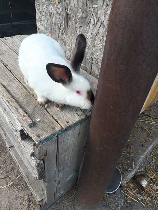 Каліфорнія на плем'я